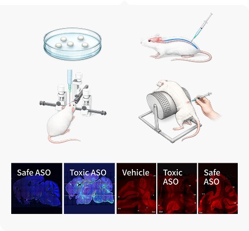 ASO 신경독성 평가 모델 관련 이미지