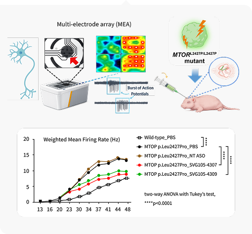 ASO 효능 평가 모델 관련 이미지