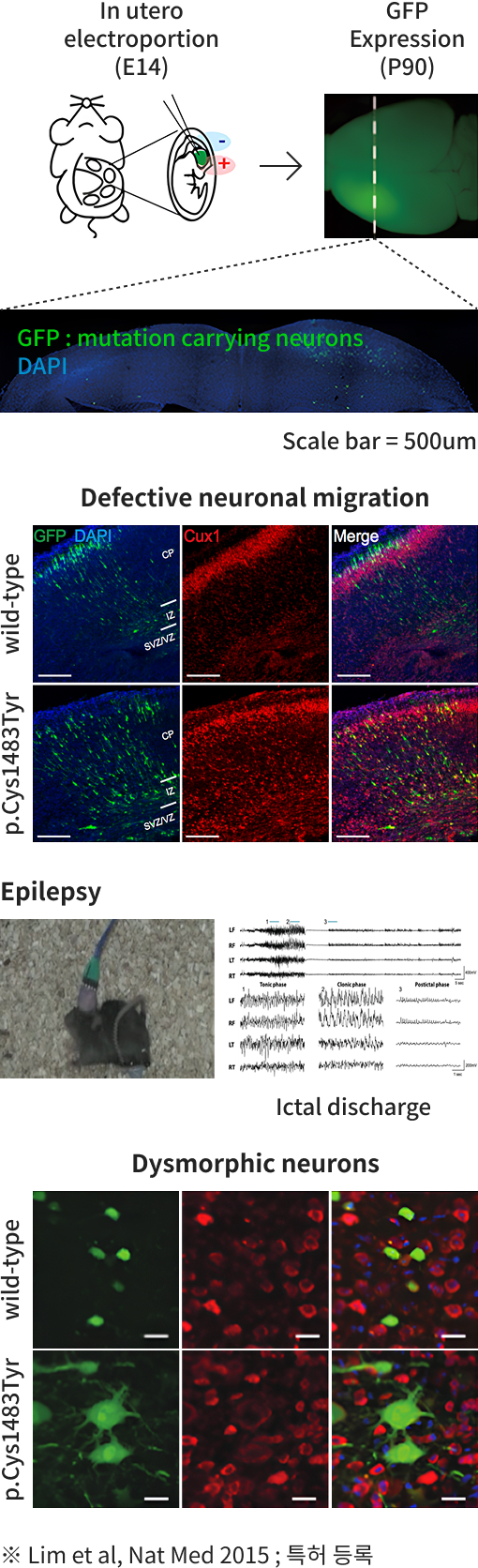 뇌전증 동물모델 관련 이미지